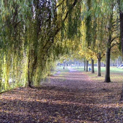 Mainufer Eddersheim - Foto Hans Nietner.jpg